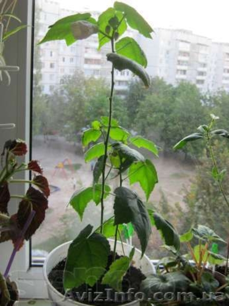 Бегонии, пепиромия, фуксия, мирт, абутилон и др. - <ro>Изображение</ro><ru>Изображение</ru> #9, <ru>Объявление</ru> #796991