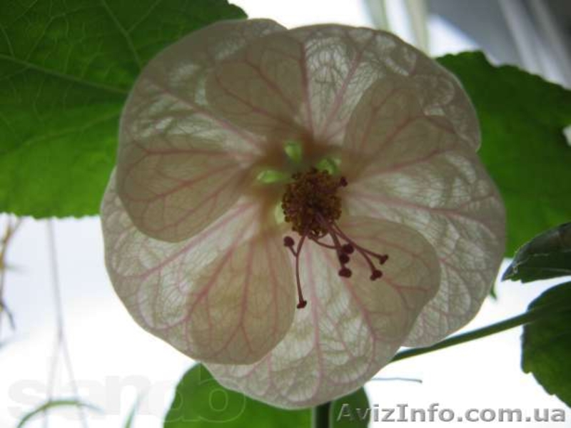 Бегонии, пепиромия, фуксия, мирт, абутилон и др. - <ro>Изображение</ro><ru>Изображение</ru> #10, <ru>Объявление</ru> #796991