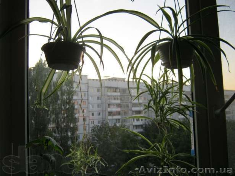 Хлорофитумы, пеларгонии, глоксиния, олеандр и др. - <ro>Изображение</ro><ru>Изображение</ru> #4, <ru>Объявление</ru> #796990