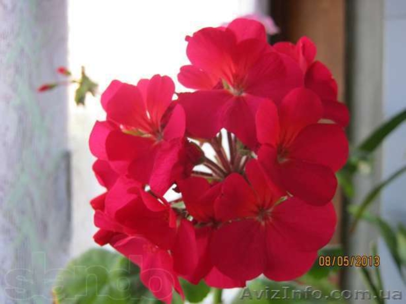 Хлорофитумы, пеларгонии, глоксиния, олеандр и др. - <ro>Изображение</ro><ru>Изображение</ru> #6, <ru>Объявление</ru> #796990