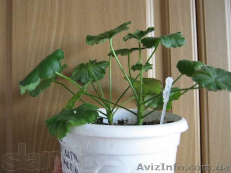 Хлорофитумы, пеларгонии, глоксиния, олеандр и др. - <ro>Изображение</ro><ru>Изображение</ru> #5, <ru>Объявление</ru> #796990