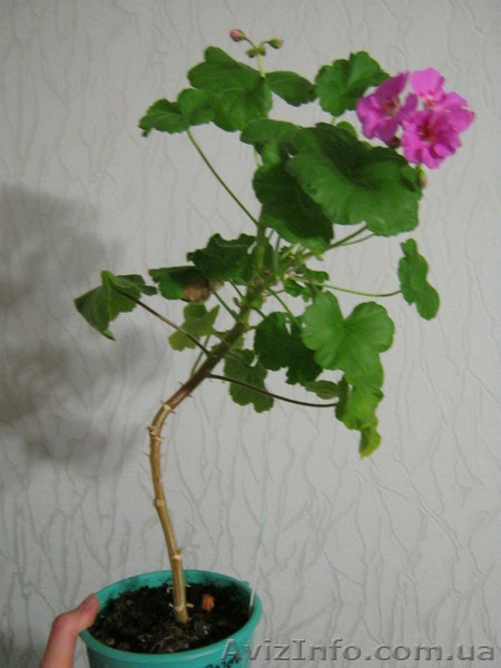 Хлорофитумы, пеларгонии, глоксиния, олеандр и др. - <ro>Изображение</ro><ru>Изображение</ru> #3, <ru>Объявление</ru> #796990