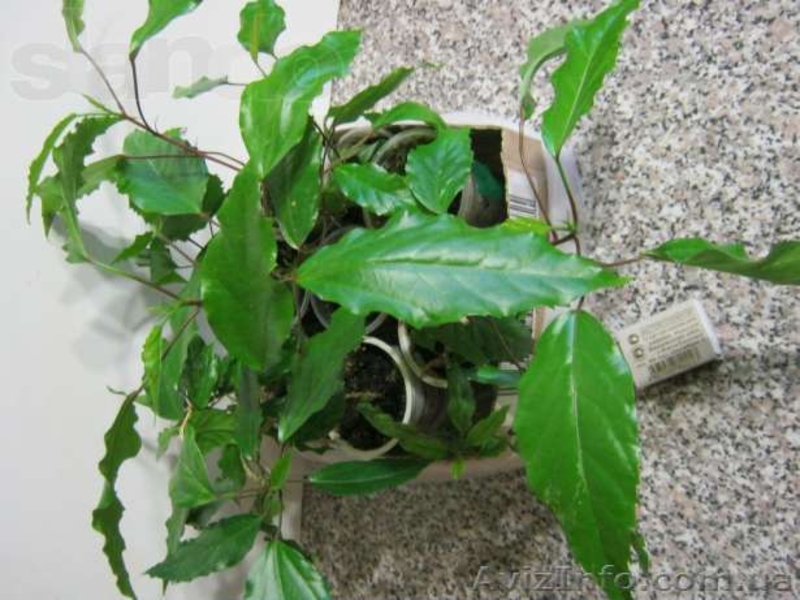 Гибискусы, традесканции, хойя, бегонии - <ro>Изображение</ro><ru>Изображение</ru> #3, <ru>Объявление</ru> #796995