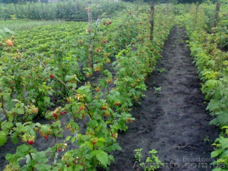 Продам саженцы плодовых деревьев и ягодников оптом Харьков - <ro>Изображение</ro><ru>Изображение</ru> #1, <ru>Объявление</ru> #956318