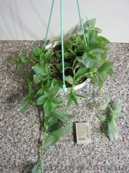 Гибискусы, традесканции, хойя, бегонии - <ro>Изображение</ro><ru>Изображение</ru> #5, <ru>Объявление</ru> #796995