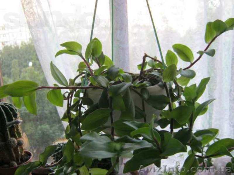 Гибискусы, традесканции, хойя, бегонии - <ro>Изображение</ro><ru>Изображение</ru> #6, <ru>Объявление</ru> #796995