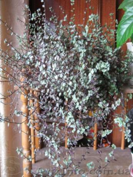 Гибискусы, традесканции, хойя, бегонии - <ro>Изображение</ro><ru>Изображение</ru> #7, <ru>Объявление</ru> #796995