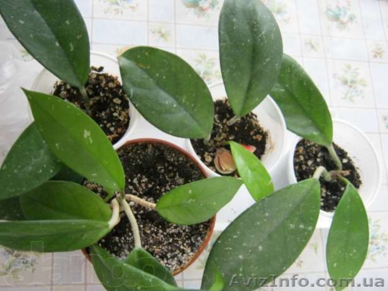 Гибискусы, традесканции, хойя, бегонии - <ro>Изображение</ro><ru>Изображение</ru> #9, <ru>Объявление</ru> #796995