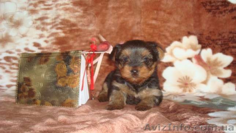 мальчики йорки мини и мелкий стандарт. - <ro>Изображение</ro><ru>Изображение</ru> #1, <ru>Объявление</ru> #952840
