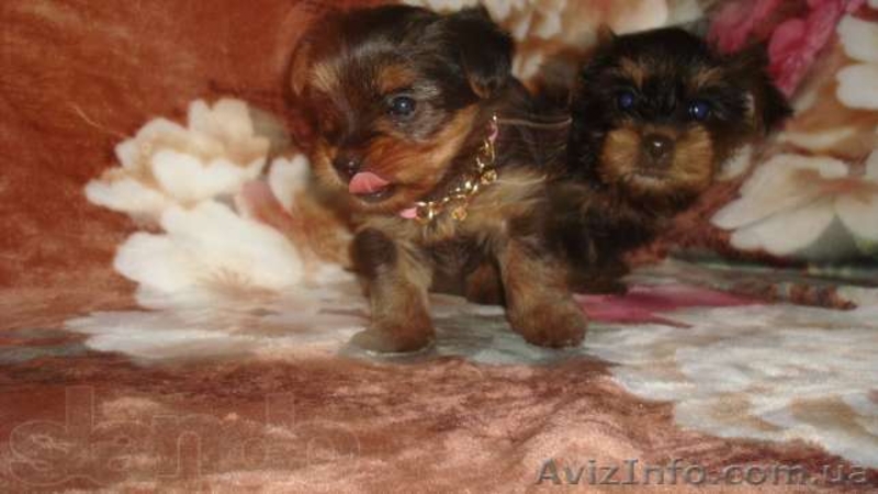 мальчики йорки мини и мелкий стандарт. - <ro>Изображение</ro><ru>Изображение</ru> #2, <ru>Объявление</ru> #952840
