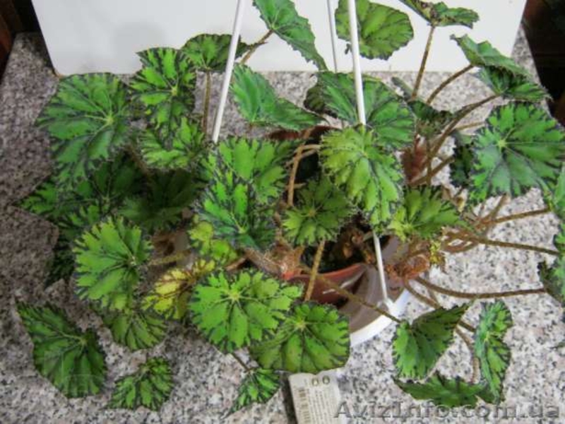 Гибискусы, традесканции, хойя, бегонии - <ro>Изображение</ro><ru>Изображение</ru> #10, <ru>Объявление</ru> #796995