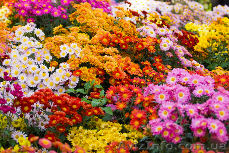 Бал хризантем 2013. Навигатор Украина. Сборный тур в Крым из Харькова! - <ro>Изображение</ro><ru>Изображение</ru> #4, <ru>Объявление</ru> #382237