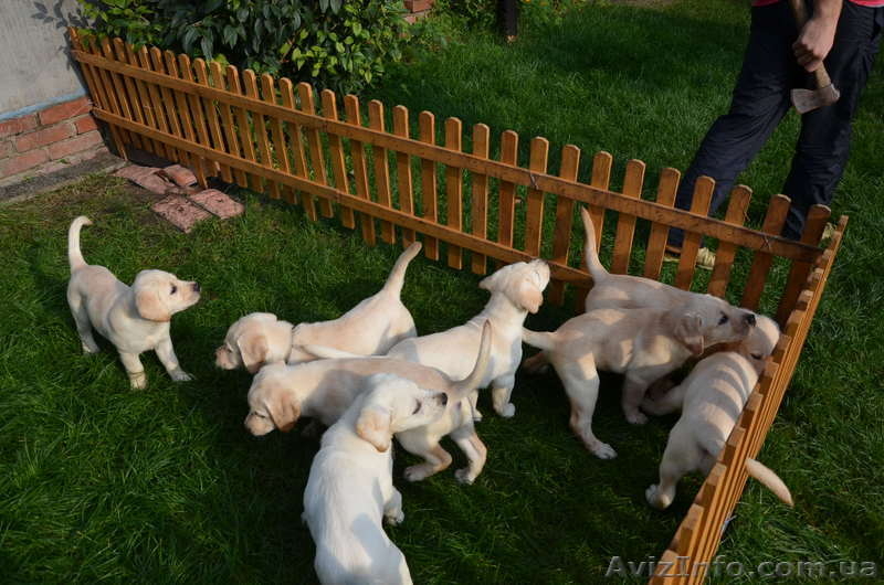 Продам щенков лабрадора палевого окраса - <ro>Изображение</ro><ru>Изображение</ru> #3, <ru>Объявление</ru> #955921