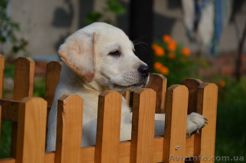 Продам щенков лабрадора палевого окраса - <ro>Изображение</ro><ru>Изображение</ru> #2, <ru>Объявление</ru> #955921