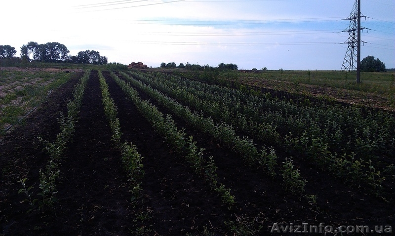 Продам саженцы плодовых деревьев и ягодников оптом Харьков - <ro>Изображение</ro><ru>Изображение</ru> #2, <ru>Объявление</ru> #956318