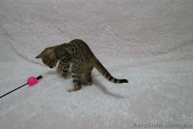 Бенгальский котёнок(мини леопард). - <ro>Изображение</ro><ru>Изображение</ru> #5, <ru>Объявление</ru> #952196