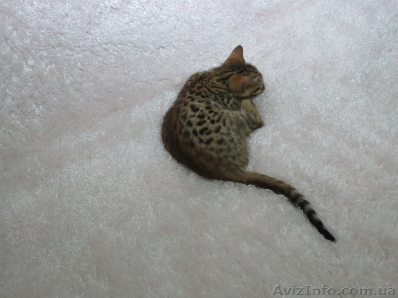 Бенгальский котёнок(мини леопард). - <ro>Изображение</ro><ru>Изображение</ru> #7, <ru>Объявление</ru> #952196
