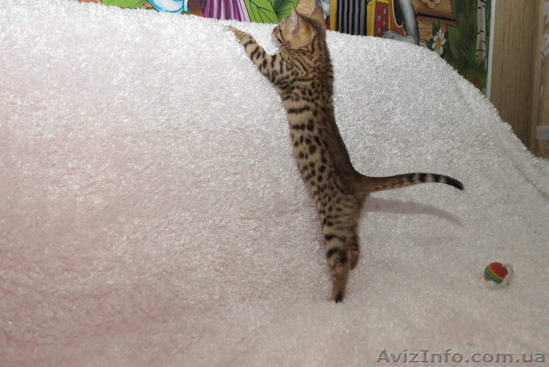 Бенгальский котёнок(мини леопард). - <ro>Изображение</ro><ru>Изображение</ru> #6, <ru>Объявление</ru> #952196