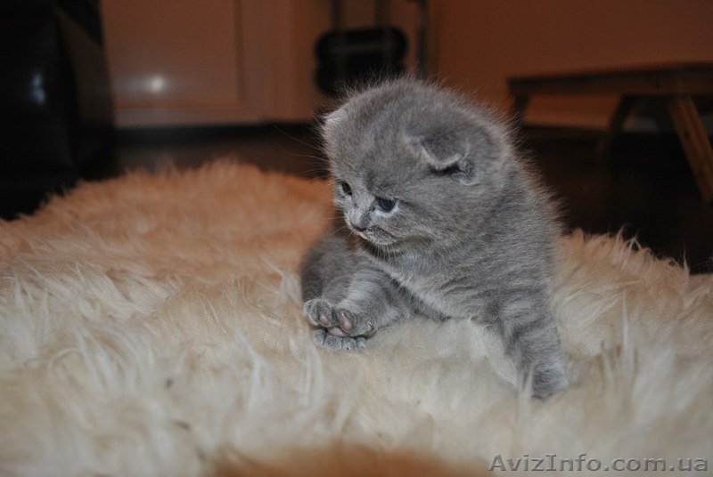 Шотландские пушистики! - <ro>Изображение</ro><ru>Изображение</ru> #3, <ru>Объявление</ru> #958263