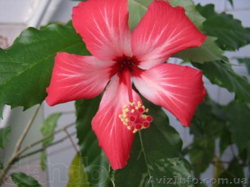 Гибискусы, традесканции, хойя, бегонии - <ro>Изображение</ro><ru>Изображение</ru> #4, <ru>Объявление</ru> #796995
