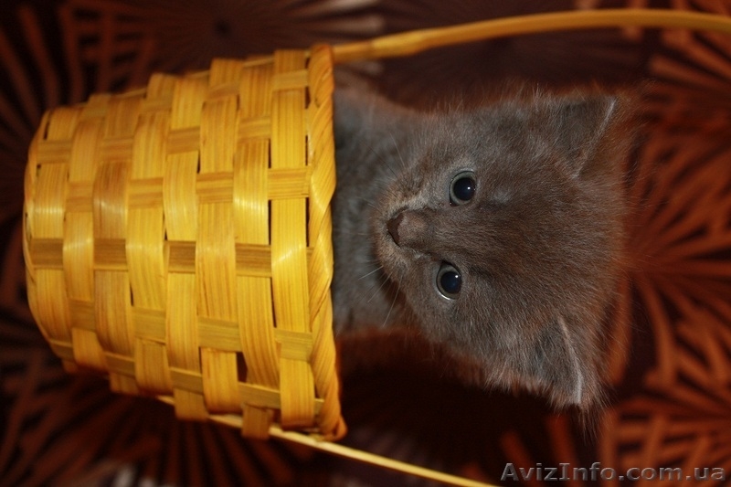 ПОДАРЮ КОТЯТ!!! - <ro>Изображение</ro><ru>Изображение</ru> #3, <ru>Объявление</ru> #960353