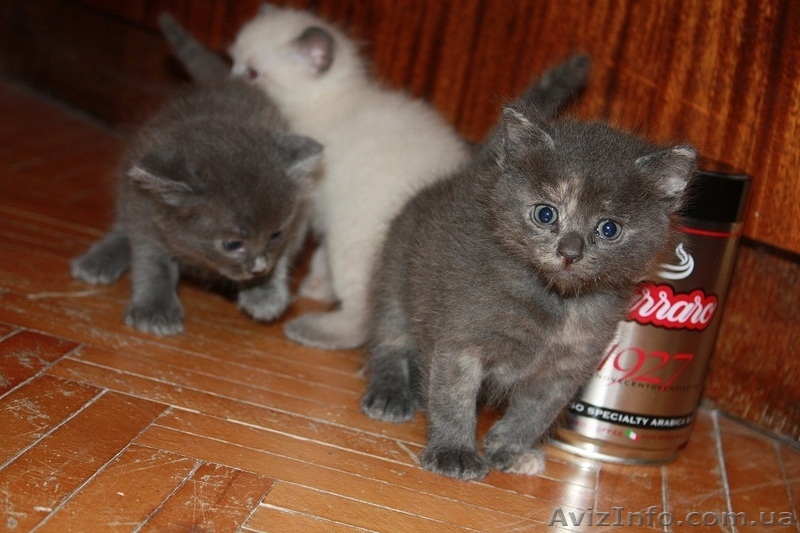 ПОДАРЮ КОТЯТ!!! - <ro>Изображение</ro><ru>Изображение</ru> #2, <ru>Объявление</ru> #960353