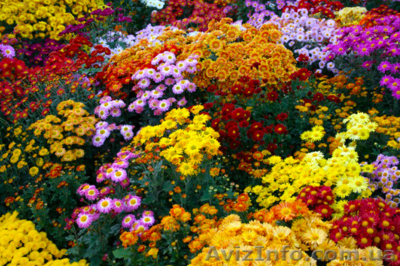 Экскурсии по Украине! Сборные туры из Харькова в Крым, Львов, Соледар - <ro>Изображение</ro><ru>Изображение</ru> #4, <ru>Объявление</ru> #521470