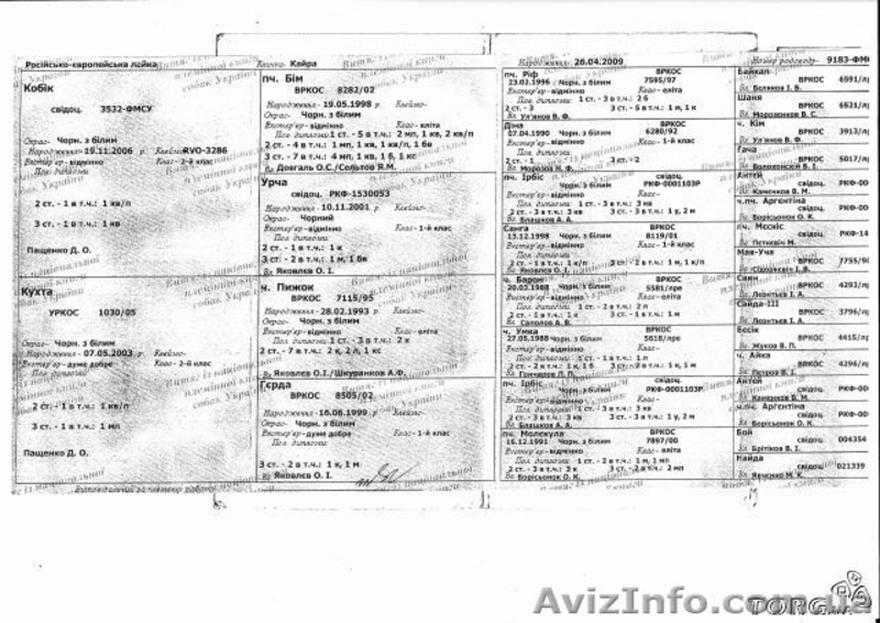 продам породистых щенков русско-европейской лайки - <ro>Изображение</ro><ru>Изображение</ru> #1, <ru>Объявление</ru> #981152