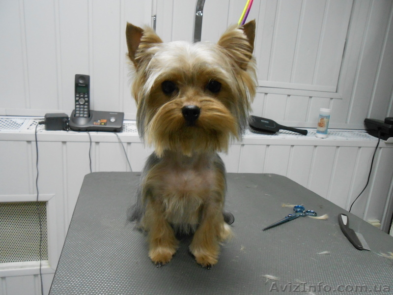 Стрижка собак и кошек! - <ro>Изображение</ro><ru>Изображение</ru> #1, <ru>Объявление</ru> #864152