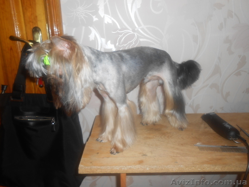 Стрижка собак и кошек! - <ro>Изображение</ro><ru>Изображение</ru> #2, <ru>Объявление</ru> #864152