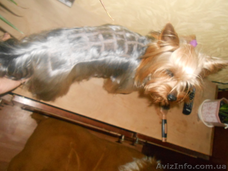 Стрижка собак и кошек! - <ro>Изображение</ro><ru>Изображение</ru> #4, <ru>Объявление</ru> #864152