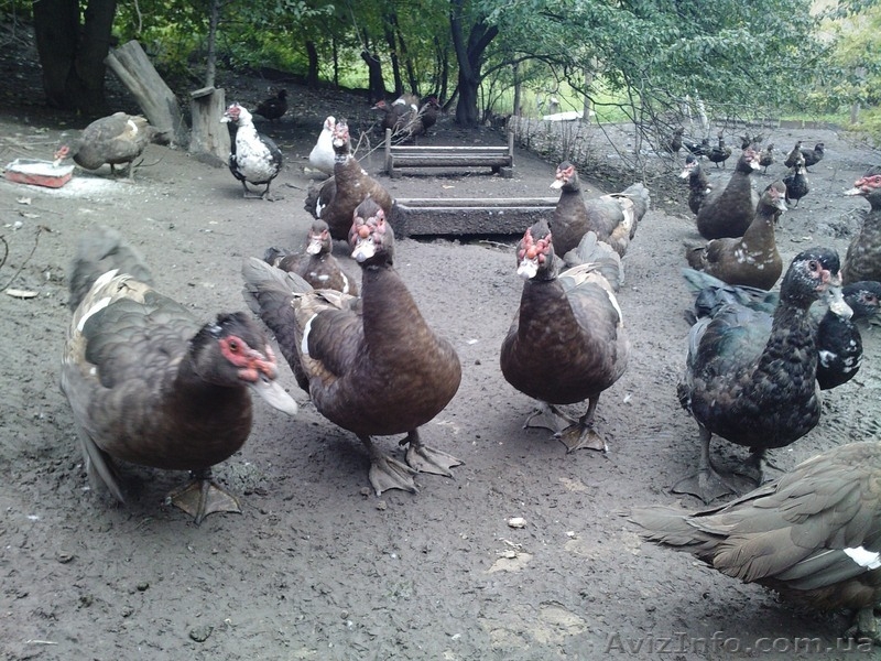 мускусные утки - <ro>Изображение</ro><ru>Изображение</ru> #3, <ru>Объявление</ru> #976644