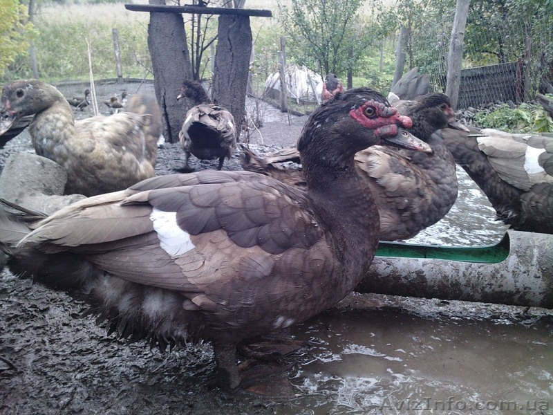 мускусные утки продам на племя .Апрельские крупные 0638517725 - <ro>Изображение</ro><ru>Изображение</ru> #3, <ru>Объявление</ru> #974033