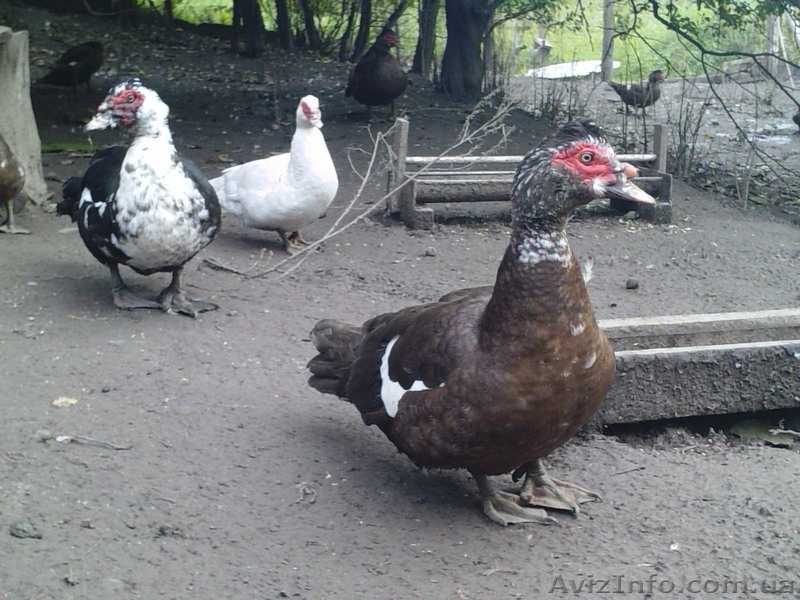 мускусные утки - <ro>Изображение</ro><ru>Изображение</ru> #5, <ru>Объявление</ru> #976644