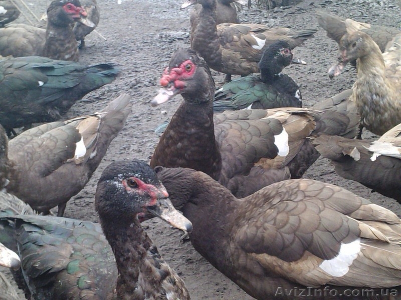 мускусные утки - <ro>Изображение</ro><ru>Изображение</ru> #4, <ru>Объявление</ru> #976644