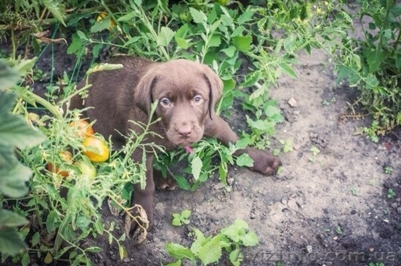 Шоколадные щенки Лабрадора-Ретривера - <ro>Изображение</ro><ru>Изображение</ru> #3, <ru>Объявление</ru> #939191