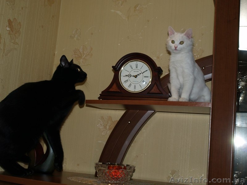 котенок помесь ангорской - <ro>Изображение</ro><ru>Изображение</ru> #3, <ru>Объявление</ru> #989405