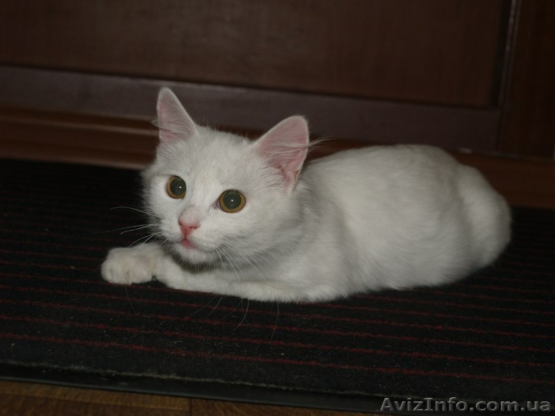 котенок помесь ангорской - <ro>Изображение</ro><ru>Изображение</ru> #1, <ru>Объявление</ru> #989405
