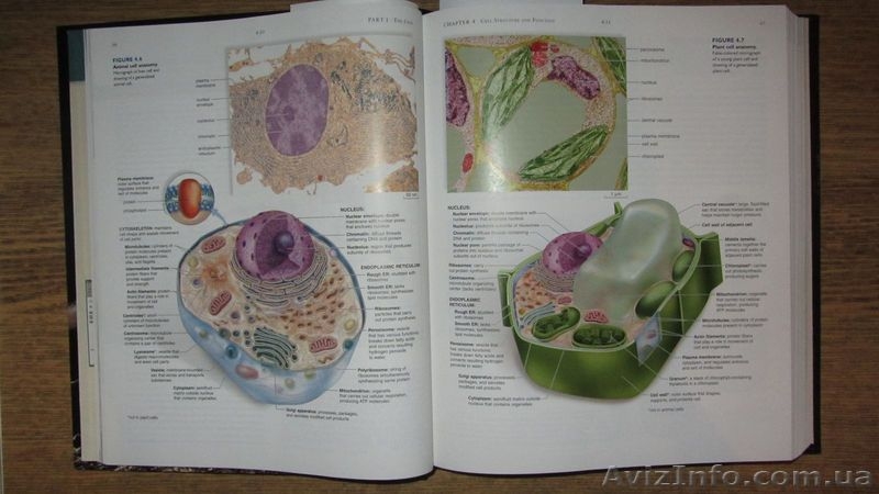 Biology \ Биология - <ro>Изображение</ro><ru>Изображение</ru> #7, <ru>Объявление</ru> #993595