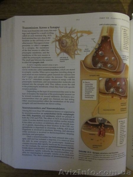 Biology \ Биология - <ro>Изображение</ro><ru>Изображение</ru> #8, <ru>Объявление</ru> #993595