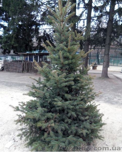 Распродажа!!!! Продам ель голубую, ель зеленую!!! - <ro>Изображение</ro><ru>Изображение</ru> #3, <ru>Объявление</ru> #1001007