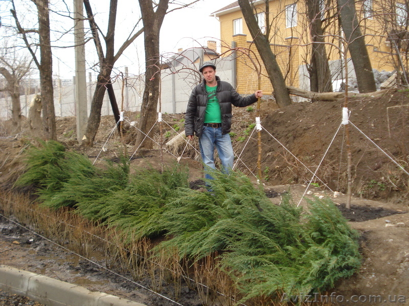 Декоративно-лиственные плакучие формы на штамбе ( h 1. 50m – h 2. 50m ) - <ro>Изображение</ro><ru>Изображение</ru> #8, <ru>Объявление</ru> #1006006
