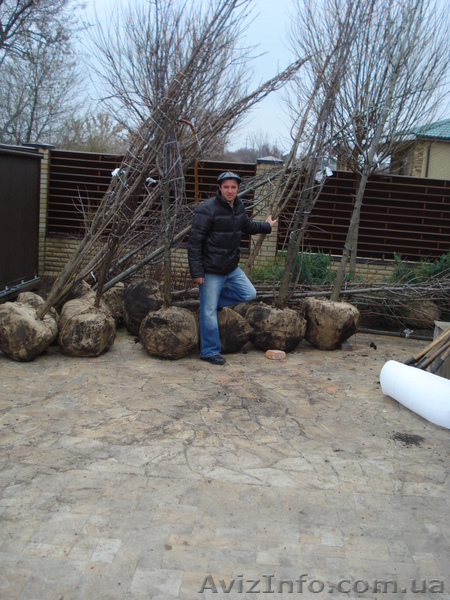 Декоративно лиственные, хвойные и плодовые растения "КРУПНОМЕРЫ" - <ro>Изображение</ro><ru>Изображение</ru> #2, <ru>Объявление</ru> #1005994