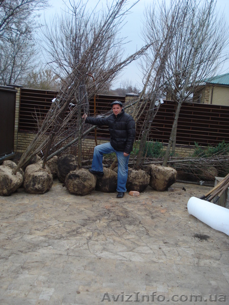 Клен остролистный h 3m - h 6m - <ro>Изображение</ro><ru>Изображение</ru> #3, <ru>Объявление</ru> #1005974