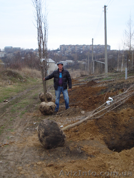Лиственные растения крупномеры. ( h 2. 00м – h 9. 00м ) - <ro>Изображение</ro><ru>Изображение</ru> #8, <ru>Объявление</ru> #1006008