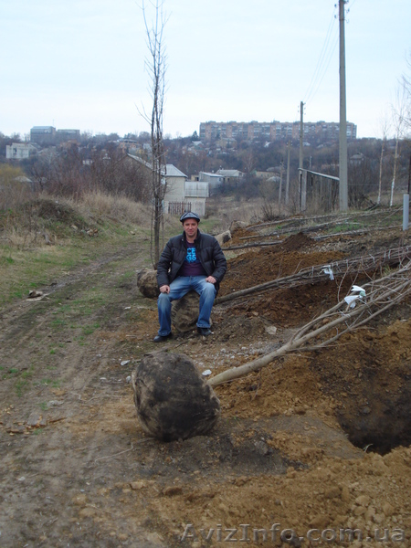 Лиственные растения крупномеры. ( h 2. 00м – h 9. 00м ) - <ro>Изображение</ro><ru>Изображение</ru> #4, <ru>Объявление</ru> #1006008