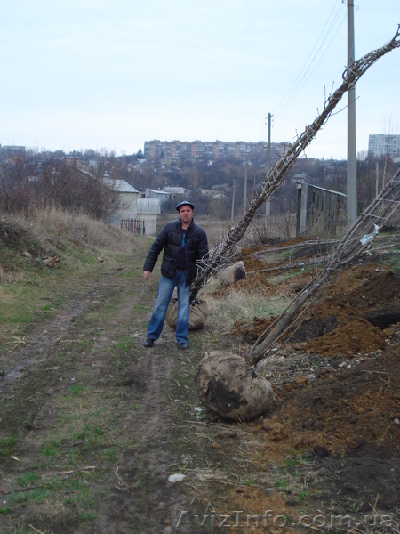 Тополь пирамидальный(который не пускает ПУХ) h 3m - h 6m - <ro>Изображение</ro><ru>Изображение</ru> #4, <ru>Объявление</ru> #1005979