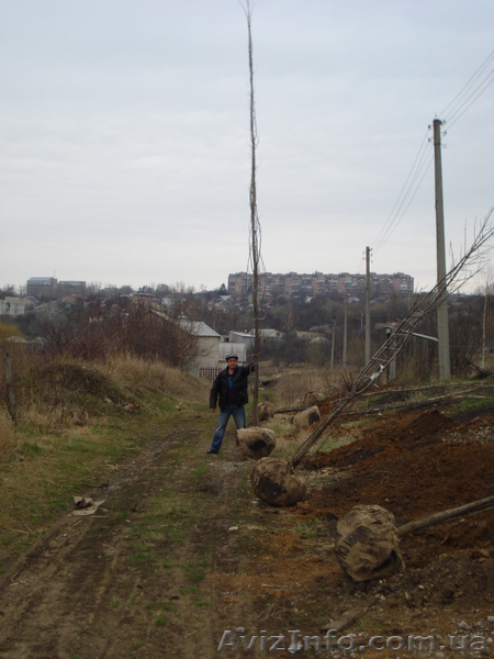 Тополь пирамидальный(который не пускает ПУХ) h 3m - h 6m - <ro>Изображение</ro><ru>Изображение</ru> #3, <ru>Объявление</ru> #1005979