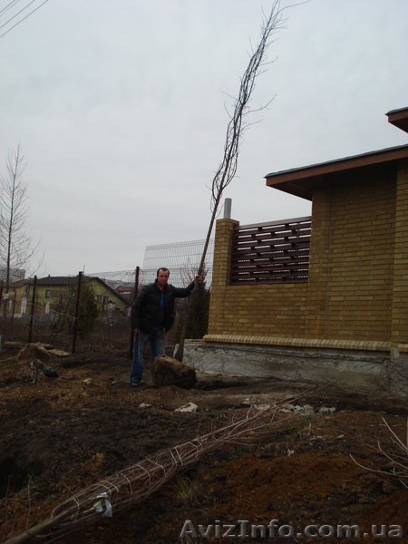 Лиственные растения крупномеры. ( h 2. 00м – h 9. 00м ) - <ro>Изображение</ro><ru>Изображение</ru> #3, <ru>Объявление</ru> #1006008