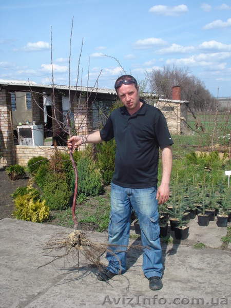 Саженцы - Черешня, вишня, персик, абрикос, слива, яблоня, груша. . . . . . - <ro>Изображение</ro><ru>Изображение</ru> #8, <ru>Объявление</ru> #1005992